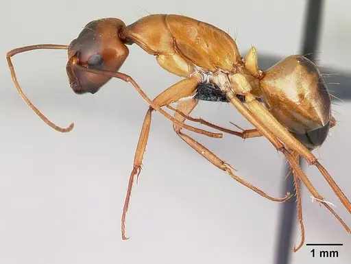 Camponotus sanctus - CASENT0179882