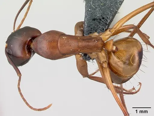 Camponotus sanctus - CASENT0179883