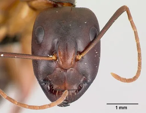 Camponotus sanctus - CASENT0179883