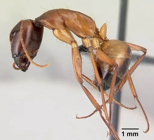 Camponotus sanctus - CASENT0179883