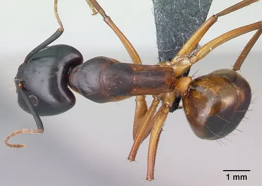 Camponotus sanctus - CASENT0179884