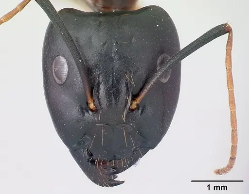 Camponotus sanctus - CASENT0179884