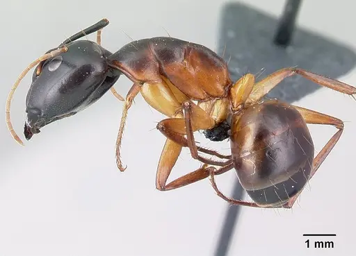 Camponotus sanctus - CASENT0179884