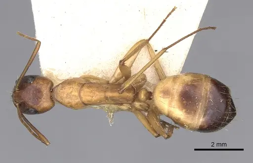 Camponotus sanctus - CASENT0249626