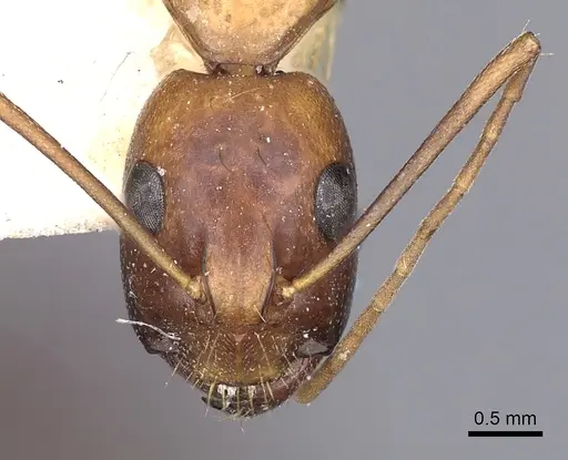 Camponotus sanctus - CASENT0249626