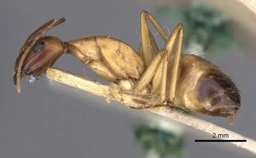 Camponotus sanctus - CASENT0249626