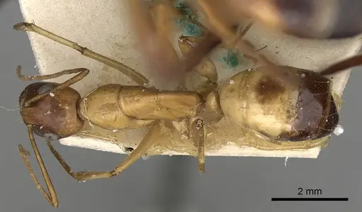 Camponotus sanctus - CASENT0249627