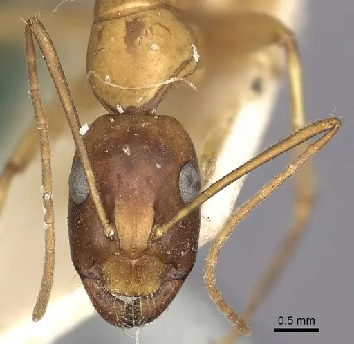 Camponotus sanctus - CASENT0249627