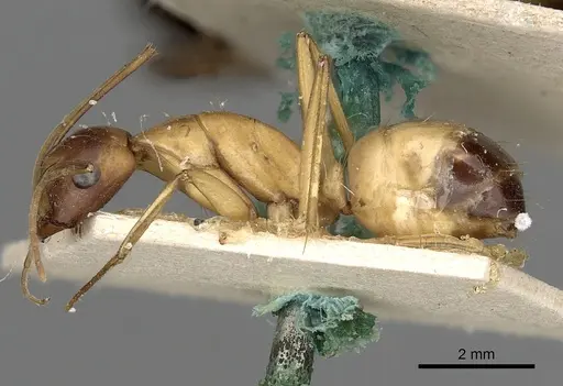 Camponotus sanctus - CASENT0249627
