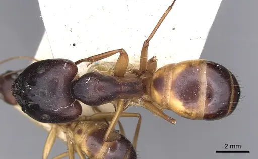 Camponotus sanctus - CASENT0249879