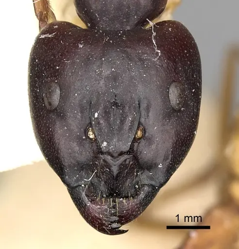Camponotus sanctus - CASENT0249879