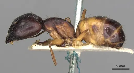Camponotus sanctus - CASENT0249879