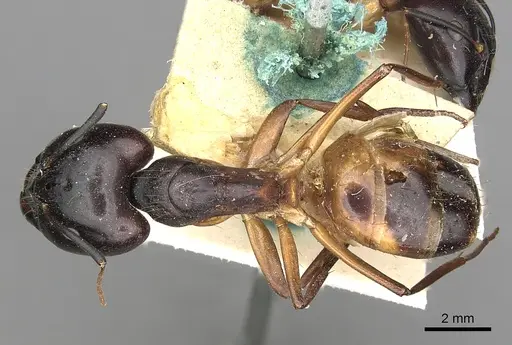 Camponotus sanctus - CASENT0249880