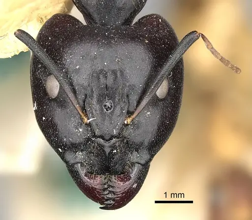 Camponotus sanctus - CASENT0249880
