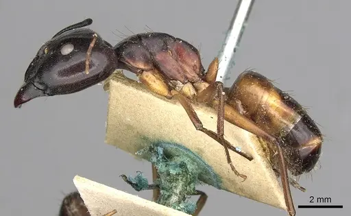 Camponotus sanctus - CASENT0249880