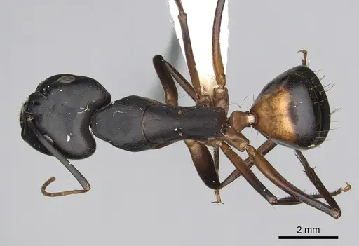 Camponotus sanctus - CASENT0249996