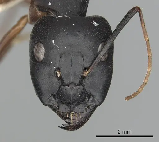Camponotus sanctus - CASENT0249996