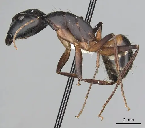 Camponotus sanctus - CASENT0249996