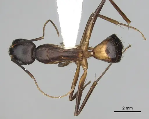 Camponotus sanctus - CASENT0249997
