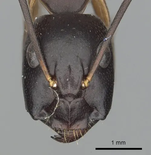 Camponotus sanctus - CASENT0249997