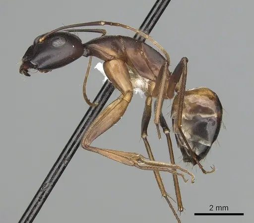Camponotus sanctus - CASENT0249997