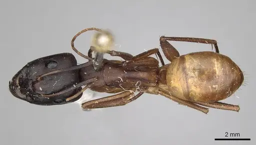Camponotus sanctus - CASENT0280617