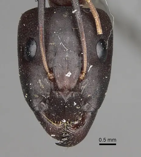 Camponotus sanctus - CASENT0280617