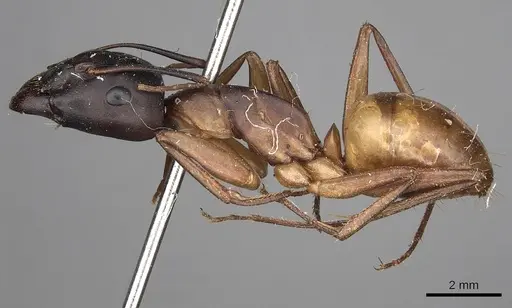 Camponotus sanctus - CASENT0280617