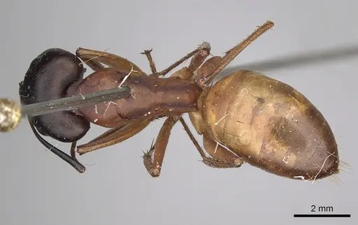 Camponotus sanctus - CASENT0280618