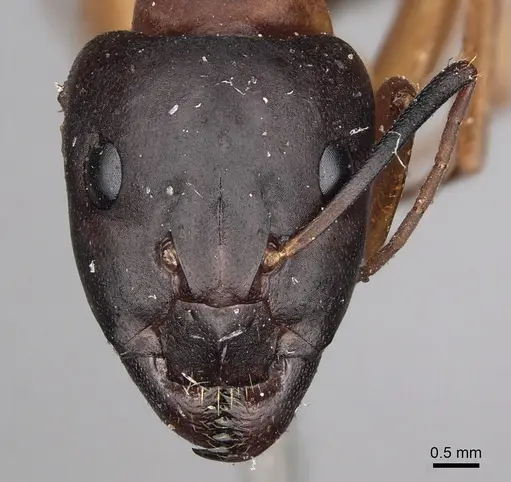 Camponotus sanctus - CASENT0280618