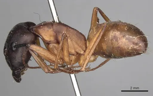 Camponotus sanctus - CASENT0280618