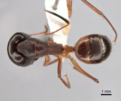 Camponotus sanctus - CASENT0882045