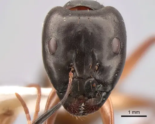 Camponotus sanctus - CASENT0882045