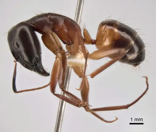 Camponotus sanctus - CASENT0882045