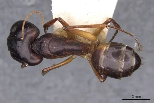 Camponotus sanctus - CASENT0910203
