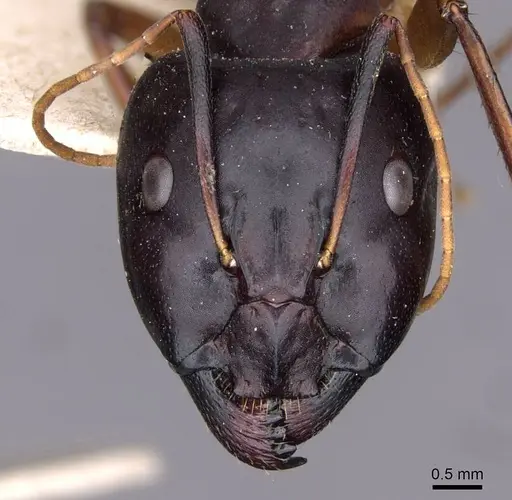 Camponotus sanctus - CASENT0910203