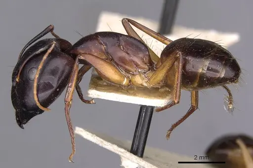 Camponotus sanctus - CASENT0910203