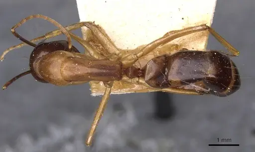 Camponotus sanctus - CASENT0910204