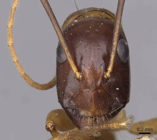 Camponotus sanctus - CASENT0910204