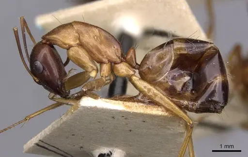 Camponotus sanctus - CASENT0910204
