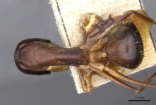 Camponotus sanctus - CASENT0910205