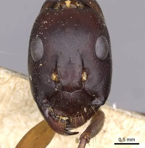 Camponotus sanctus - CASENT0910205