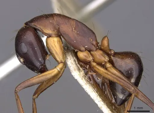 Camponotus sanctus - CASENT0910205