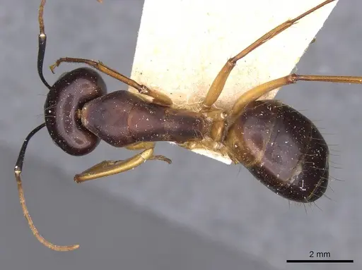 Camponotus sanctus - CASENT0910247