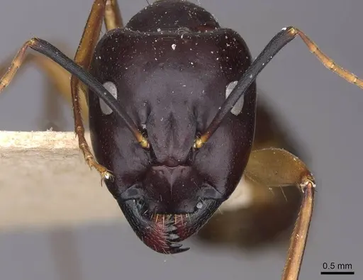 Camponotus sanctus - CASENT0910247