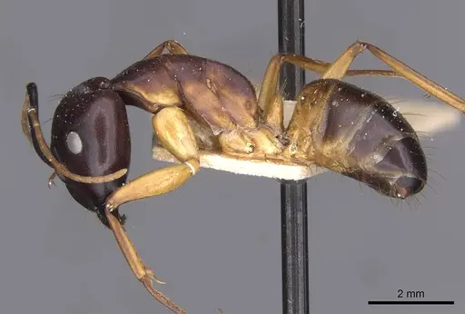 Camponotus sanctus - CASENT0910247