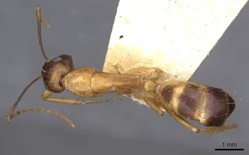 Camponotus sanctus - CASENT0910248