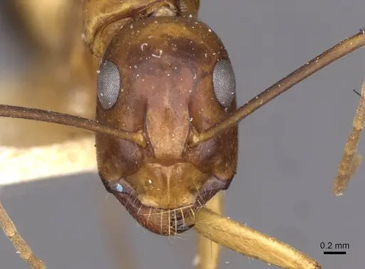 Camponotus sanctus - CASENT0910248