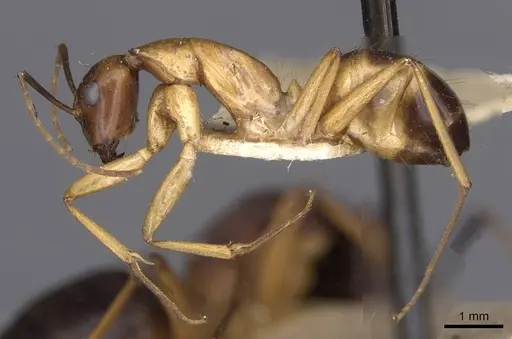 Camponotus sanctus - CASENT0910248
