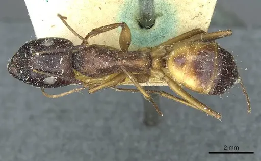 Camponotus sanctus - CASENT0912036